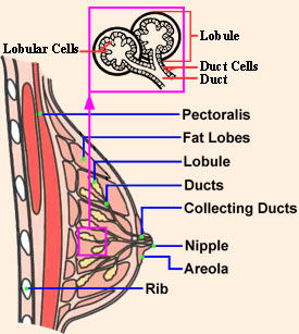 breast lobules